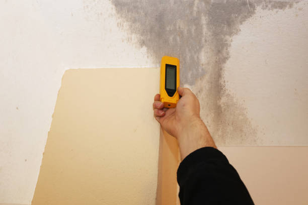 Best Industrial Mold Remediation  in Mabank, TX