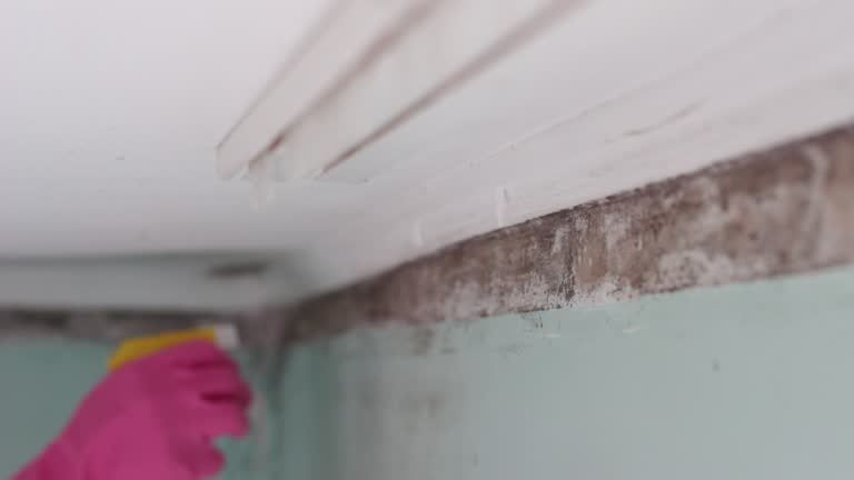 Best Mold Damage Restoration  in Mabank, TX